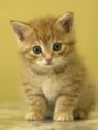 /album/fotogaleria-concursos/gatito-jpg/