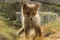 /album/fotogaleria-concursos/zorrito-jpg/